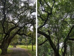 Melihat dari Dekat Pohon Langka Paling Tua di Kebun Raya Purwodadi Pasuruan