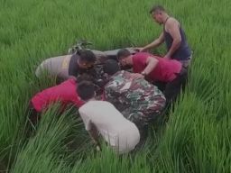 Pilihan Pembaca: Tewas di Sawah, Sirkuit Trail, Cabuli Anak Kandung
