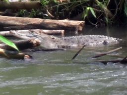 Penampakan Buaya Muara Bikin Gelisah Warga Wates, Kediri