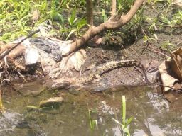 BKSDA Kediri Tinjau Lokasi Temuan Anak Buaya Muara, Ini Hasilnya