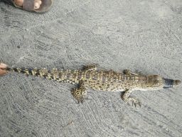 Tangkap Anak Buaya Muara, Warga Kota Kediri Serahkan ke BKSDA