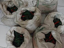 Polisi Amankan 80 Kilogram Cabai dari 2 Pria yang Disergap Warga Kota Batu