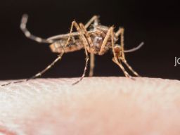 2 Kecamatan di Lamongan Berpotensi Endemi DBD, Ratusan Anak Terjangkit