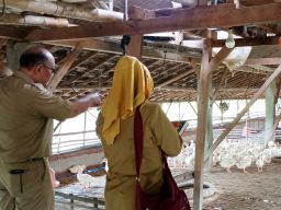 Dinas Pertanian Gresik Lakukan Sidak Perkembangan Bebek Bantuan Pemda