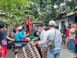 Arena Judi Sabung Ayam di Situbondo Digerebek, 4 Orang Diringkus