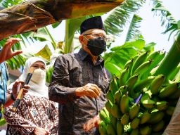 Wapres Ma'ruf Amin Panen Pisang Cavendish di Ponorogo