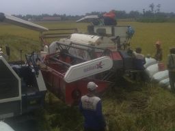 Panen Raya Padi, Dinas Pertanian Jombang Pastikan Stok Beras Surplus