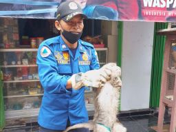 Monyet Betina Birahi di Jombang Mengamuk, Petugas Damkar Siramkan Air, Lho...