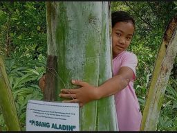 Di Ponorogo Ada Benih Porang Menjelma Pohon Pisang Raksasa, Masak Sih?