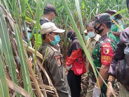 Hilang 12 Hari, Pria di Lamongan Ditemukan Tewas dalam Kebun Tebu
