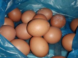 Harga Telur dari Peternak Ayam Lamongan Stabil tapi di Pedagang Naik, Kok Bisa?