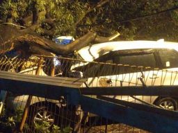 Angin Kencang Terjang Sidoarjo: Rusak Rumah, Pohon Tumbang Timpa Mobil