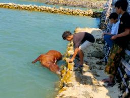 Puluhan Bangkai Sapi Misterius Terapung di Pantai Camplong