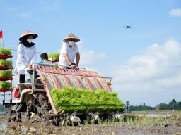 Banyuwangi Kembali Bikin Jagoan Tani, Anak Muda Dimodali Ratusan Juta Rupiah