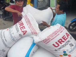Mengulik Cakupan Distribusi Pupuk dari 5 Distributor di Sampang