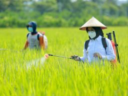 Petani Banyuwangi Digelontor 197 Ton Benih Padi