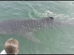 Lama Migrasi, Hiu Paus Kembali Muncul di Laut Pasuruan