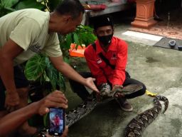 Hadiah dari Dosen, Ular Sanca Seberat 70 Kg di Lamongan Curi Perhatian Warga