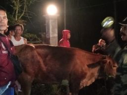 Waspada saat Tarawih dan Sahur, Maling Sapi Gentayangan di Probolinggo