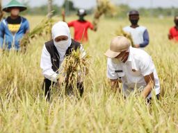 Pacu Produktivitas Pertanian, Khofifah Panen Raya Padi di Bumi Reog