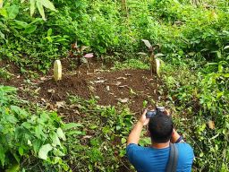 Ditemukan Makam Misterius Dalam Hutan, Warga Jatirejo Mojokerto Geger