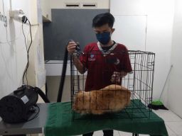 Hai Pemudik, Ini Referensi Penitipan Kucing dan Anjing di Malang