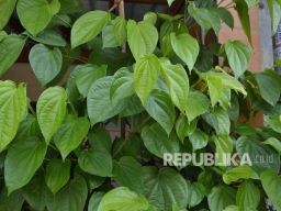 12 Manfaat Daun Sirih untuk Kesehatan, Simak Yuk!