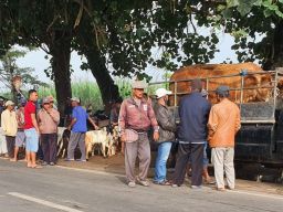 Ratusan Pedagang Sapi dan Ternaknya Demo Tuntut Pasar Kandangan Malang Dibuka