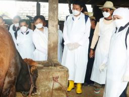 Tangani Wabah PMK Sapi, Khofifah Tekankan Strategi Tutup Sementara Pasar Hewan