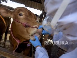 Kementan Perketat Pengawasan Hewan Kurban Jelang Idul Adha