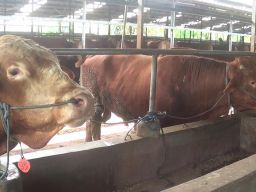 PMK Ternak Merebak di Jatim, DKPP Kabupaten Kediri Siapkan Langkah Antisipasi