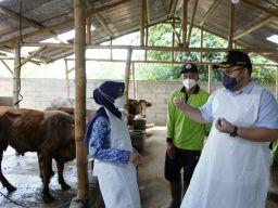Pantau Perkembangan Wabah PMK, Mas Dhito Pastikan Kabupaten Kediri Aman