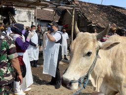76 Sapi di 6 Kecamatan Suspek PMK, Mas Dhito Siapkan Penutupan Pasar Hewan