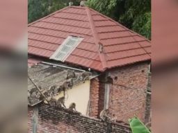 Diduga Kelaparan, Ratusan Monyet Serbu Rumah Warga di Malang