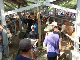 Penjualan Sapi dan Kambing di Tulungagung Tak Terpengaruh Kasus PMK