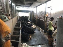 Kematian karena PMK di Sidoarjo Rendah, Peternak Sapi Diminta Tak Panic Selling