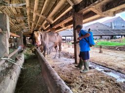 Lindungi Peternak Terdampak PMK, MUI Terbitkan Fatwa