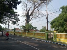 Hiii... Pohon Randu Keramat di Kota Probolinggo Dihuni Kuntilanak dan Ular Gaib