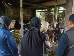 Puluhan Sapi di Kota Batu Diduga Terjangkit PMK, Ini Langkah Cepat DPKP