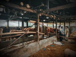 Makelar di Lamongan Hasut Peternak Agar Jual Murah Sapi Terjangkit PMK