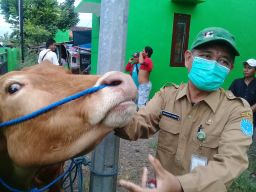 Cegah Penularan PMK, Skrining Sapi Masuk Pasar Hewan di Kota Probolinggo