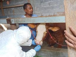Wabah PMK Sapi di Probolinggo Meluas, Diimbau Tenang karena Mudah Disembuhkan