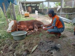 2 Sapi Warga Jombang Mati Mendadak dan Tularkan Penyakit Misterius