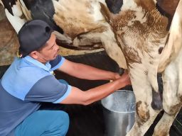 Peternak Sapi Perah di Ponorogo Membuang Ratusan Liter Susu Setiap Hari, Kenapa?