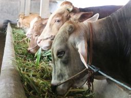 Kabar Baik, 88 Sapi di Mojokerto Sembuh dari PMK