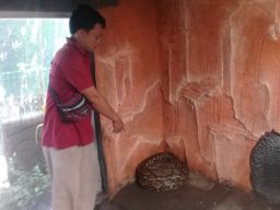 Warga Kota Probolinggo Amankan Ular Sanca Kembang Sepanjang 4 Meter dari Sungai