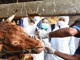 Cegah Penularan PMK Pada Ternak, Khofifah Minta Pasar Hewan 4 Daerah ini Ditutup