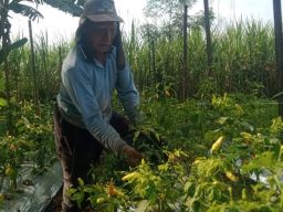 Harga Meroket, Petani Cabai Jombang Pusing Hadapi Serangan Hama Patek