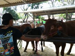Jelang Idul Adha, Harga Sapi di Pasar Hewan Probolinggo Anjlok
