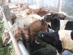 Tips Pilih Hewan Kurban Saat Marak Wabah PMK